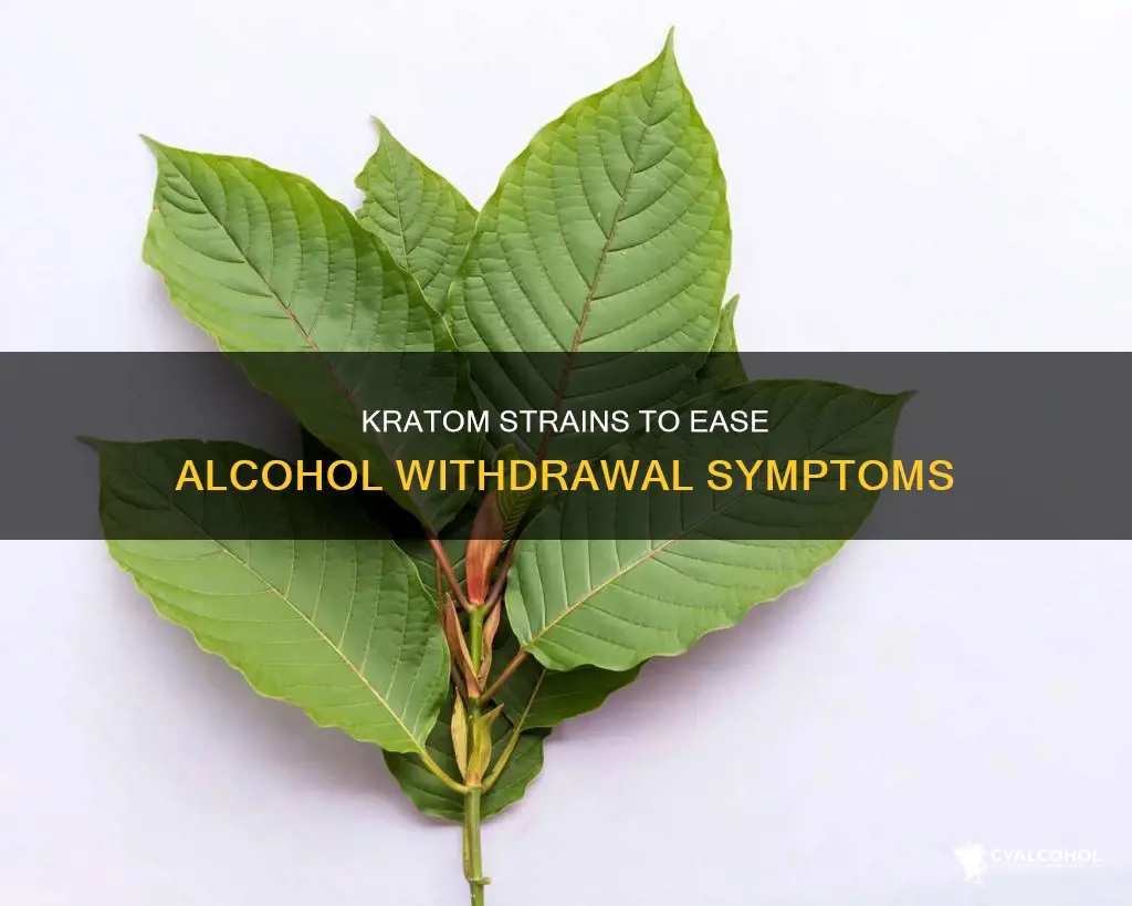 which strain of kratom is best for alcohol withdrawal