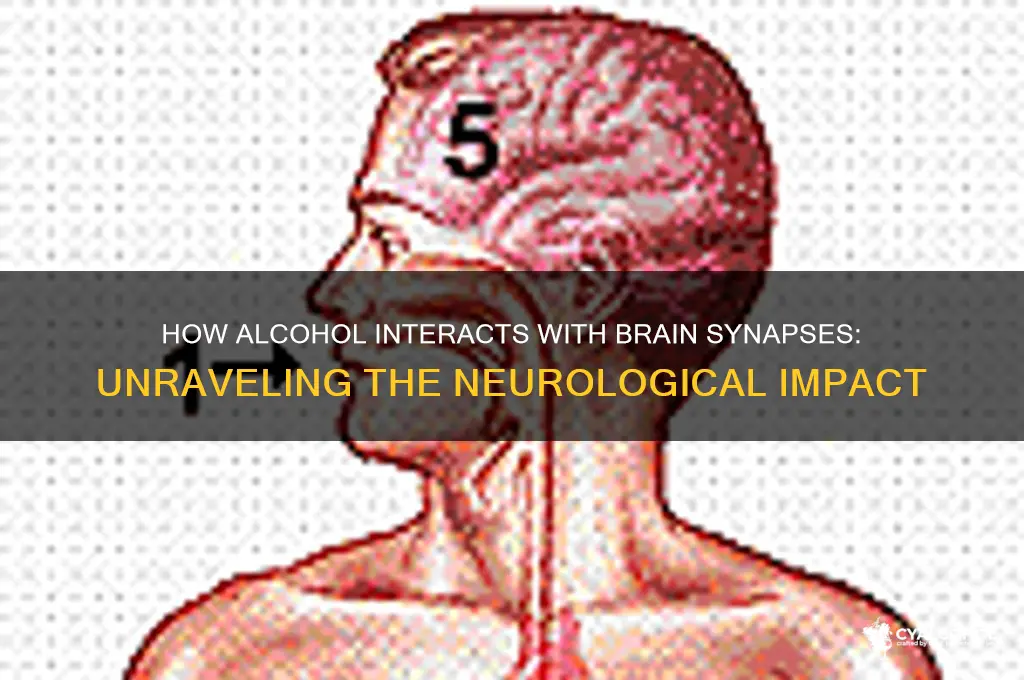 which synapse does alcohol work in