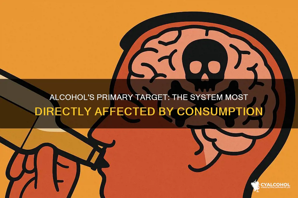 which system is most directly impacted by alcohol
