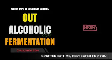 Organisms Behind Alcoholic Fermentation: Unveiling the Microbial Masters