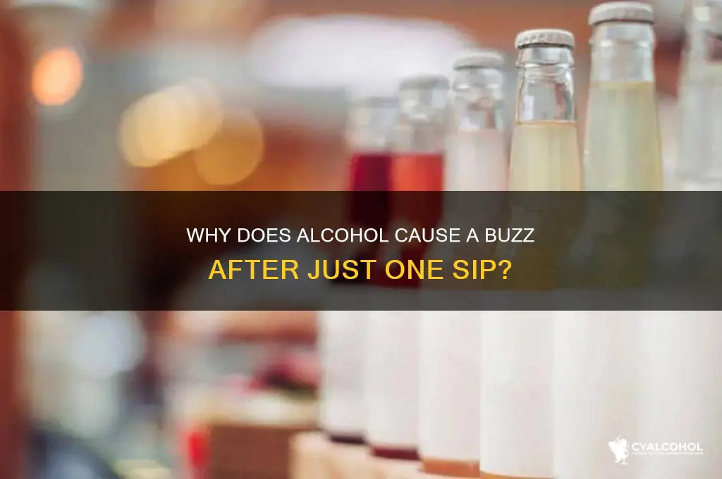 why a buzz when one sip if alcohol