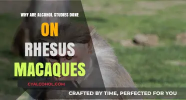 Why Rhesus Macaques Are Key in Alcohol Research Studies