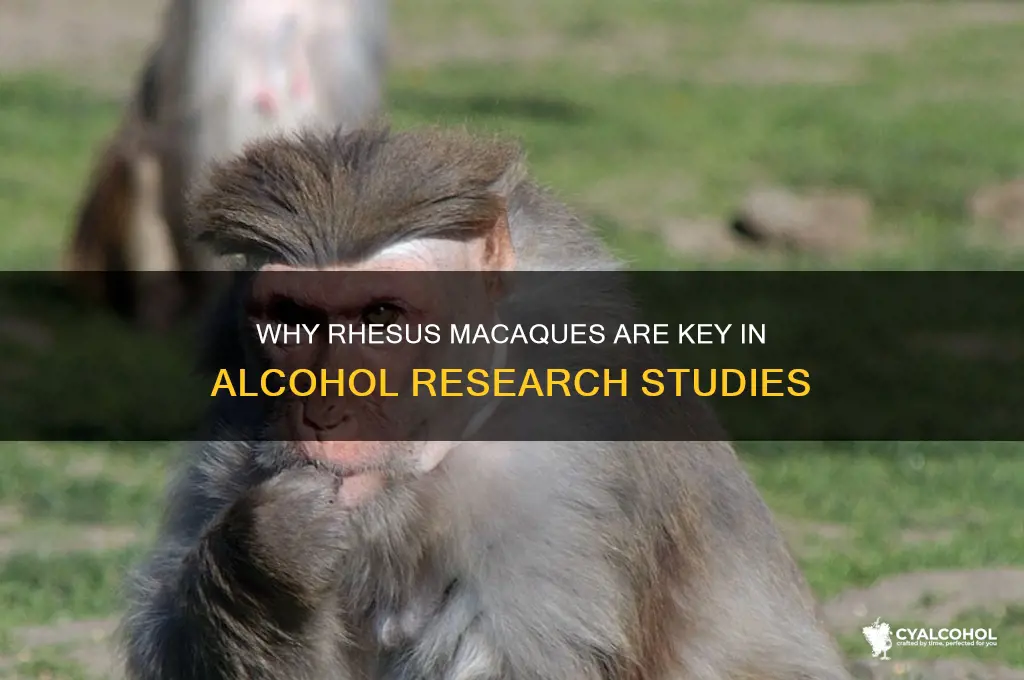 why are alcohol studies done on rhesus macaques