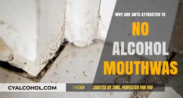Why Ants Love No-Alcohol Mouthwash: Uncovering the Surprising Attraction
