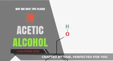 Root Tips in Acetic Alcohol: Preserving Chromosomes for Accurate Analysis