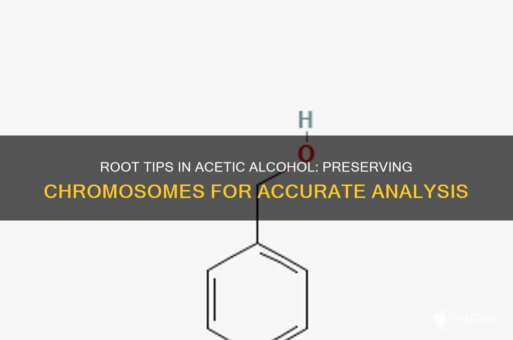 why are root tips placed in acetic alcohol