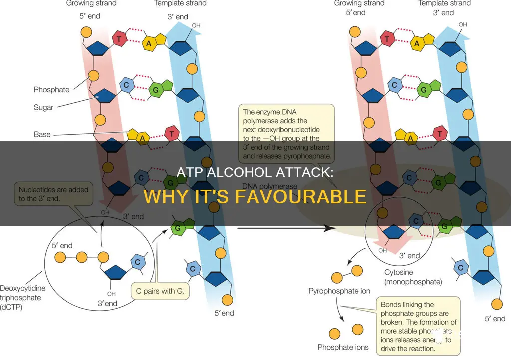 why attack of atp by an alcohol is favorable
