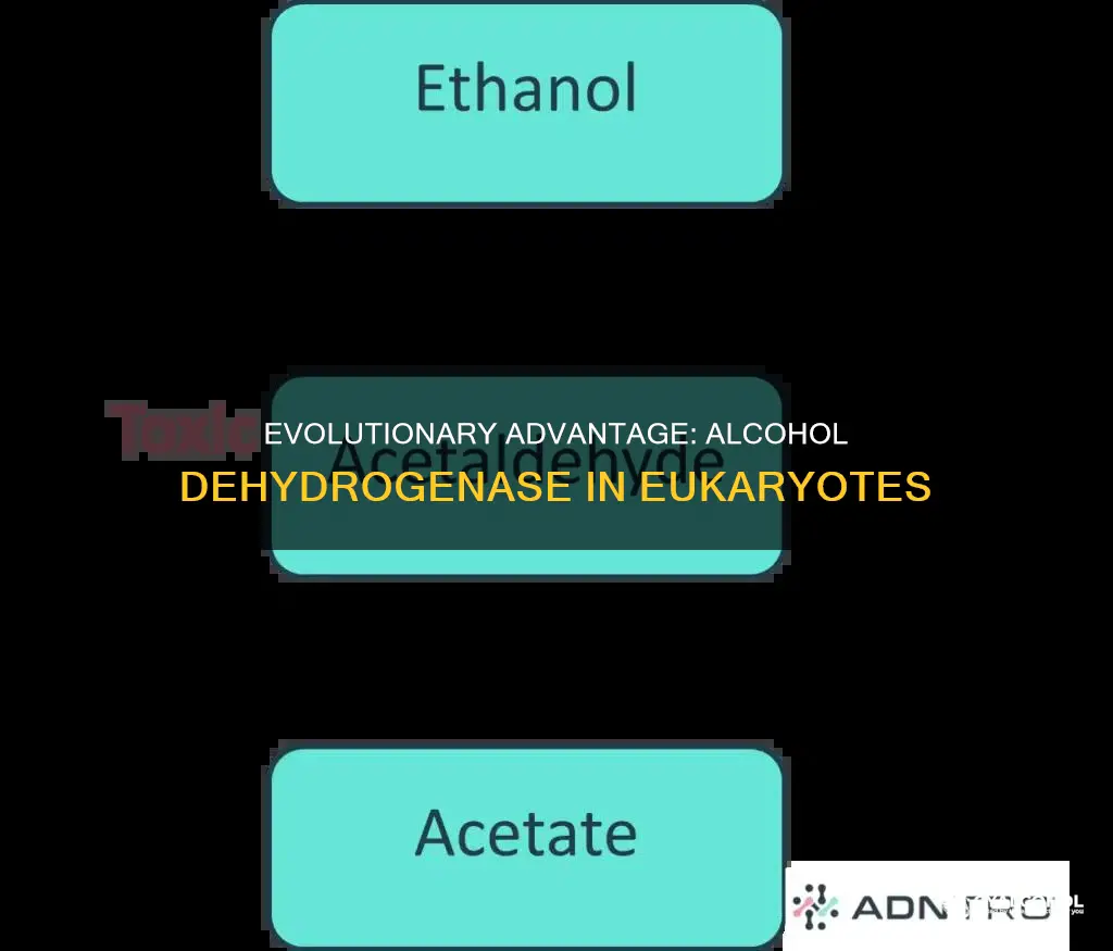 why did eukaryotic organisms develop the alcohol dehydrogenase enzyme
