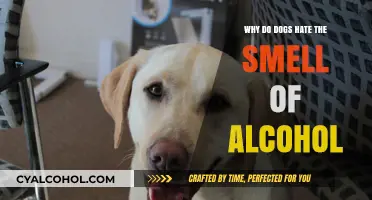 Why Dogs Despise Alcohol Smell: Uncovering the Canine Aversion