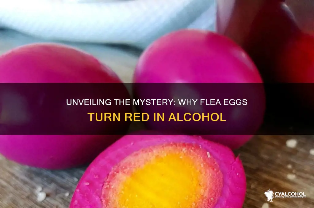 why do flea eggs turn red in alcohol