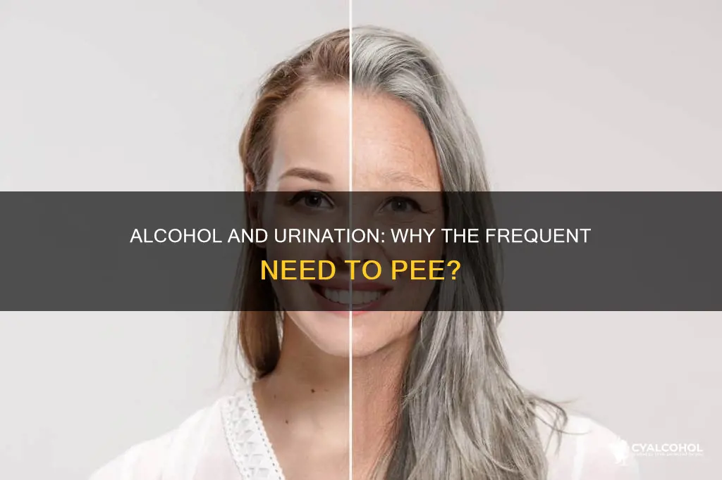 why do i always have to pee after drinkimg alcohol