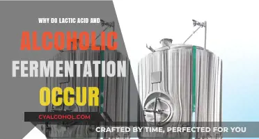 Lactic Acid vs. Alcoholic Fermentation: Understanding Their Occurrence and Roles