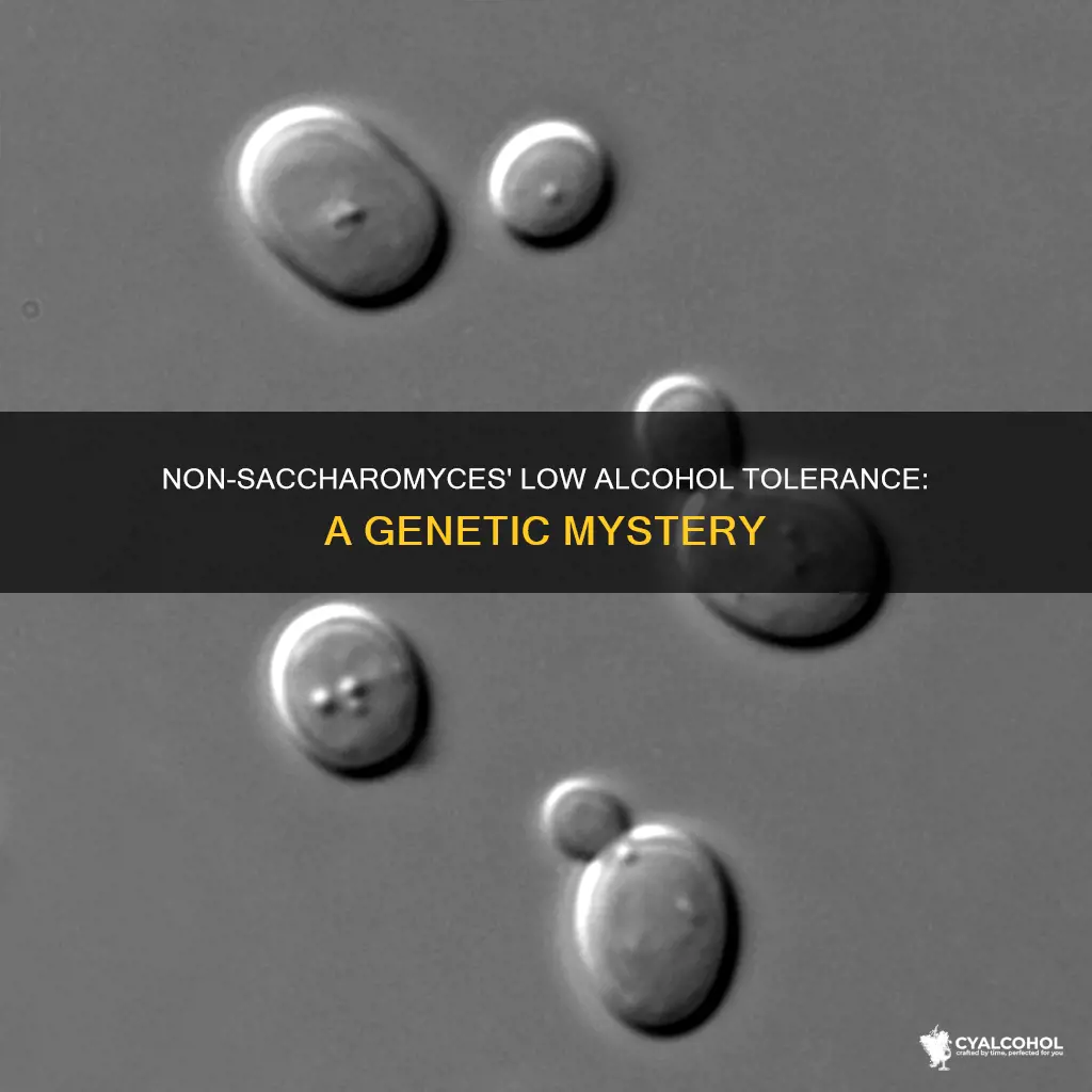 why do non-saccharomyces have low tolerance of alcohol