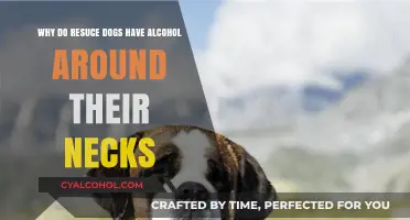 Alcohol-Soaked Neck Tags: A Rescue Dog's Story