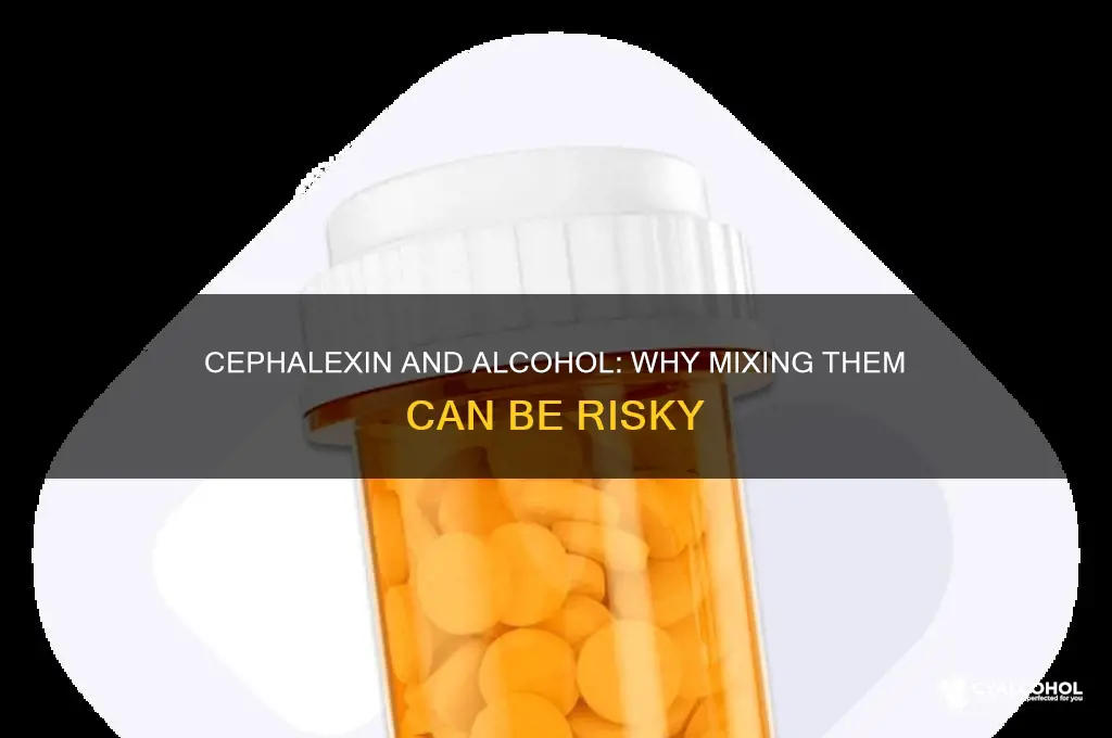 why do they say no alcohol with cephalexin