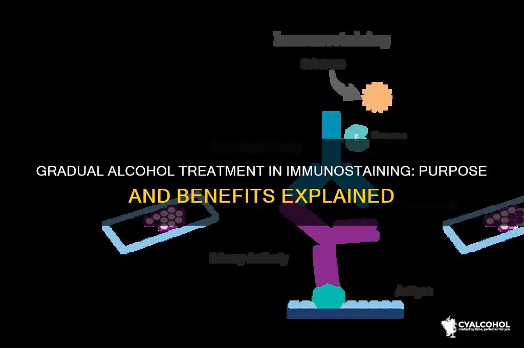why do we do gradual alcohol for immunostaining