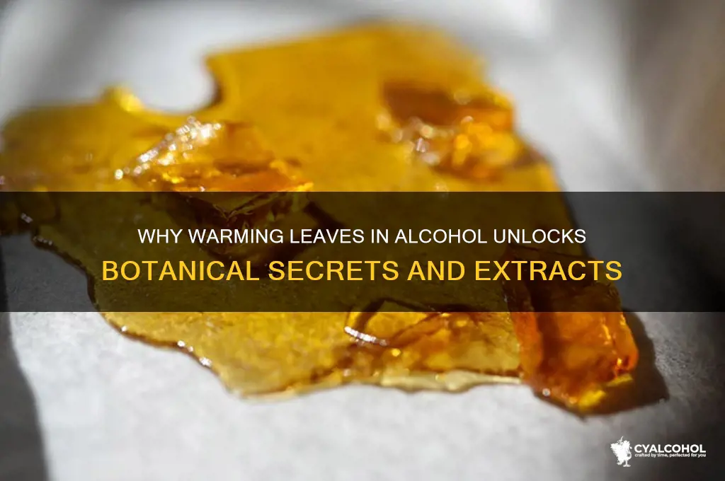 why do we warm the leaves in alcohol