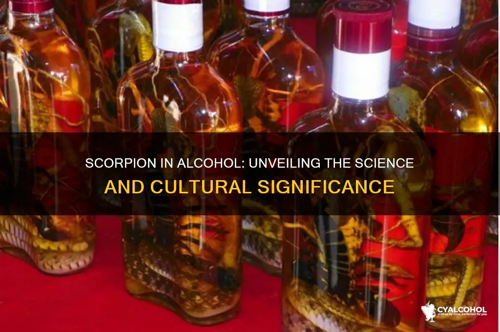 why do you put a scorpion in alcohol