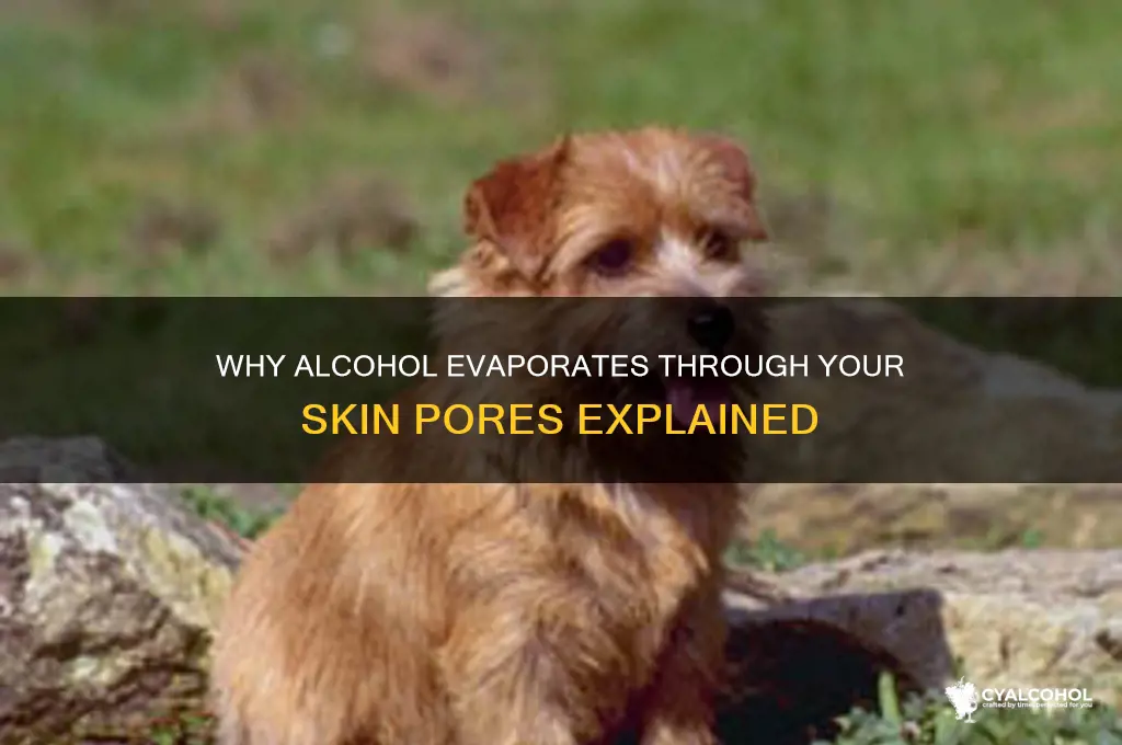 why does alcohol come out of your pores