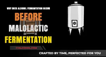 Alcohol Fermentation Precedes Malolactic: Understanding the Sequential Wine Process