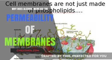 How Alcohol Enhances Membrane Permeability: A Scientific Explanation