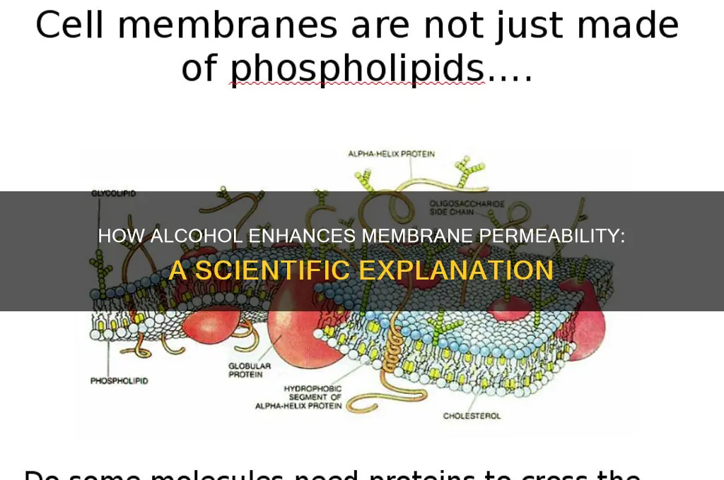 why does alcohol increase the permeability of membranes