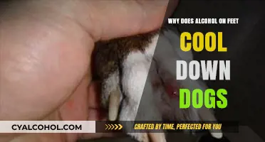 Cooling Canine Paws: The Surprising Effect of Alcohol on Dogs' Feet