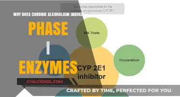 Chronic Alcoholism's Impact: How It Triggers Phase I Enzyme Induction