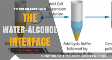 DNA's Hydrophobic Dance: Alcohol Interface Attraction