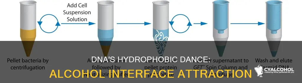 why does dna precipitate at the water-alcohol interface