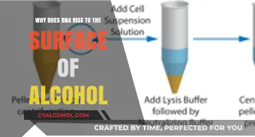 Alcohol's Surface: DNA's Unlikely Haven