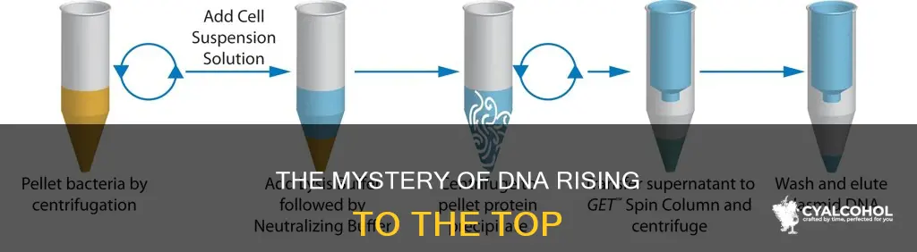 why does dna rise to top after addition of alcohol