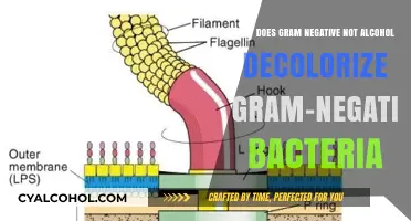 Gram-Negative Bacteria: Alcohol's Decolorization Mystery