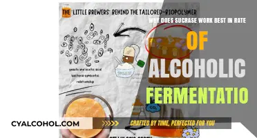 Sucrase's Role in Alcoholic Fermentation Explained