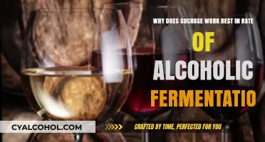 Sucrose's Role in Alcoholic Fermentation Explained