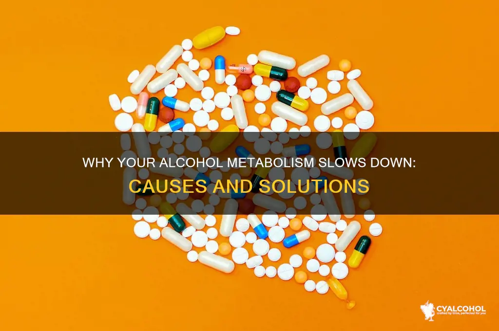 why has my metablosim of alcohol slowed down