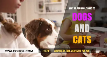 Alcohol's Hidden Dangers: Why It's Toxic to Dogs and Cats