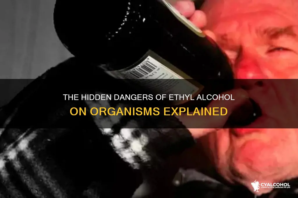 why is ethyl alcohol harmful to an organism