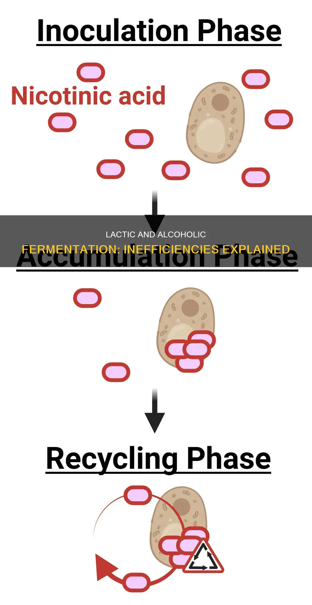 why is lactic acid fermentation and alcoholic fermentation not efficient