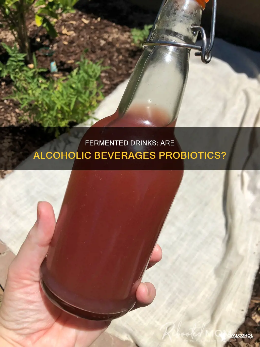 why isnt alcohol a probiotic if it