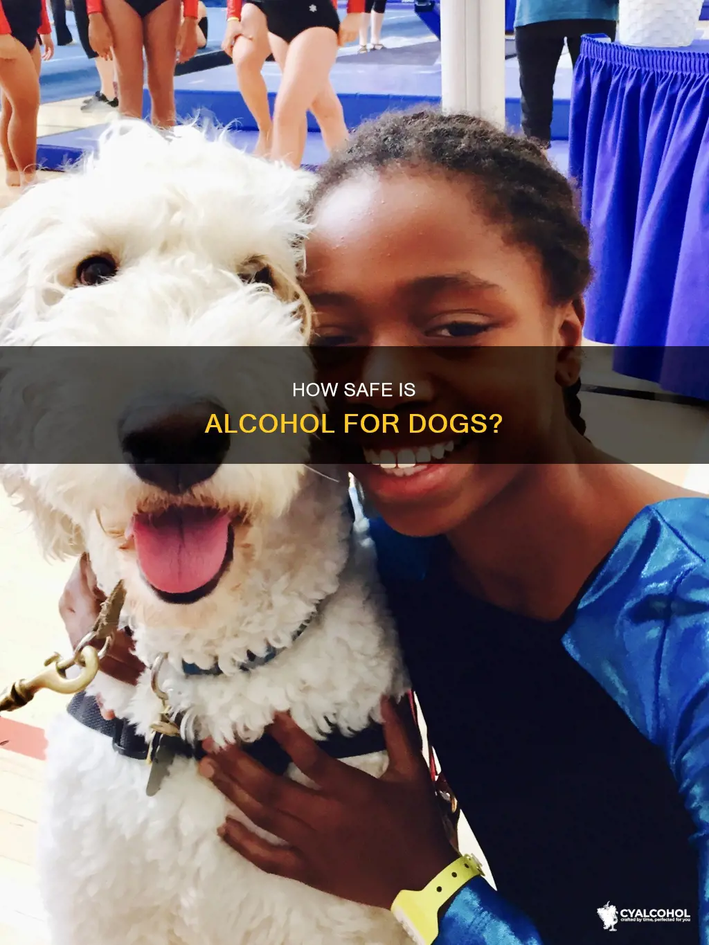 would it hurt to put running alcohol on a dog