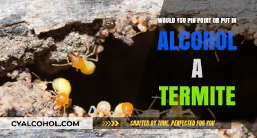 Termite Treatment: Alcohol or Pin Point?